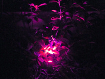 RGB Lighting in Garden Beds